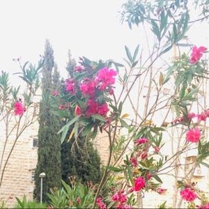 Meet your Posher, Elisheva